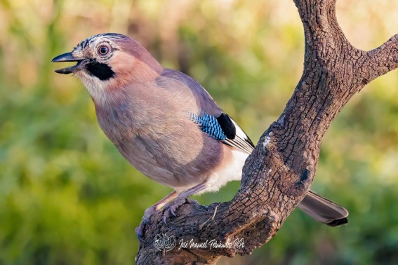 Arrendajo Euroasiático. Garrulus glandarius.