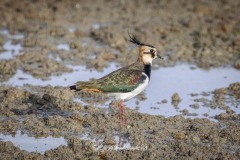 Avefría Europea. Vanellus Vanellus.