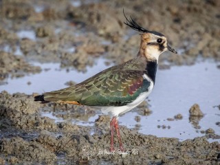 Avefria Europea. Vanellus Vanellus