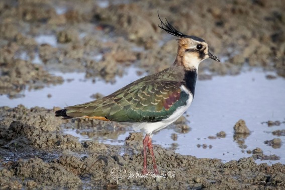Avefria Europea. Vanellus Vanellus.