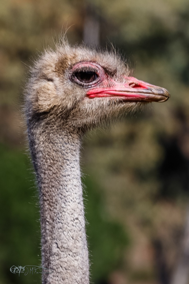 27431256217_bb077ceb0f_or