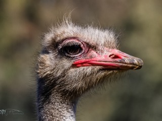 Avestruz. Struthio Camelus