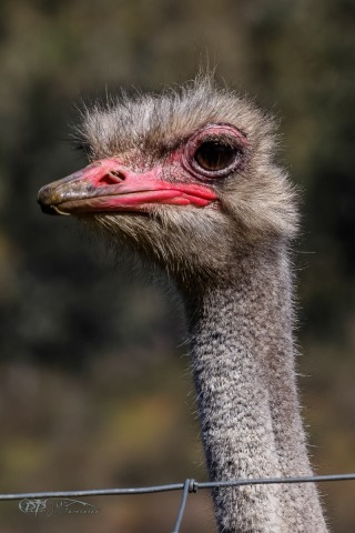 41398971155_3567af66f0_or