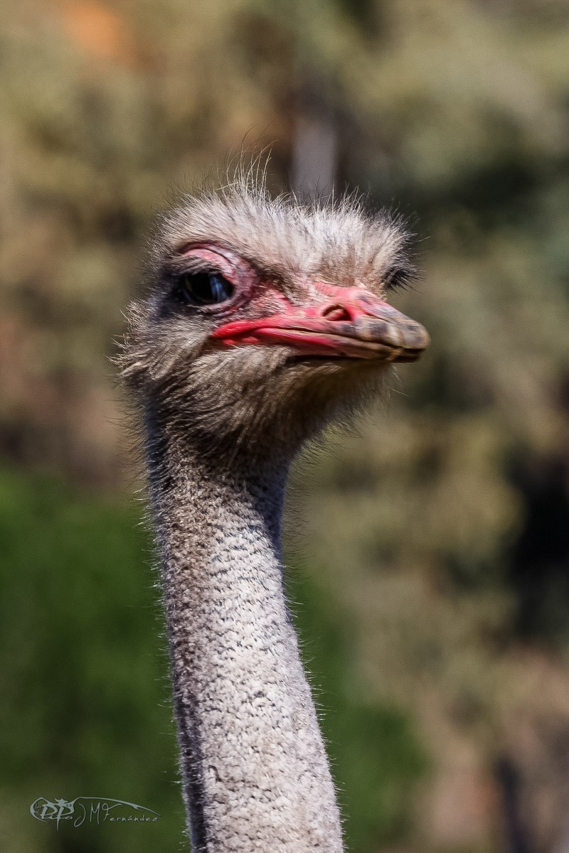 41398971605_da920b0d8c_or