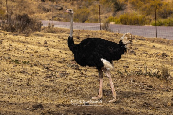Avestruz. Struthio Camelus.