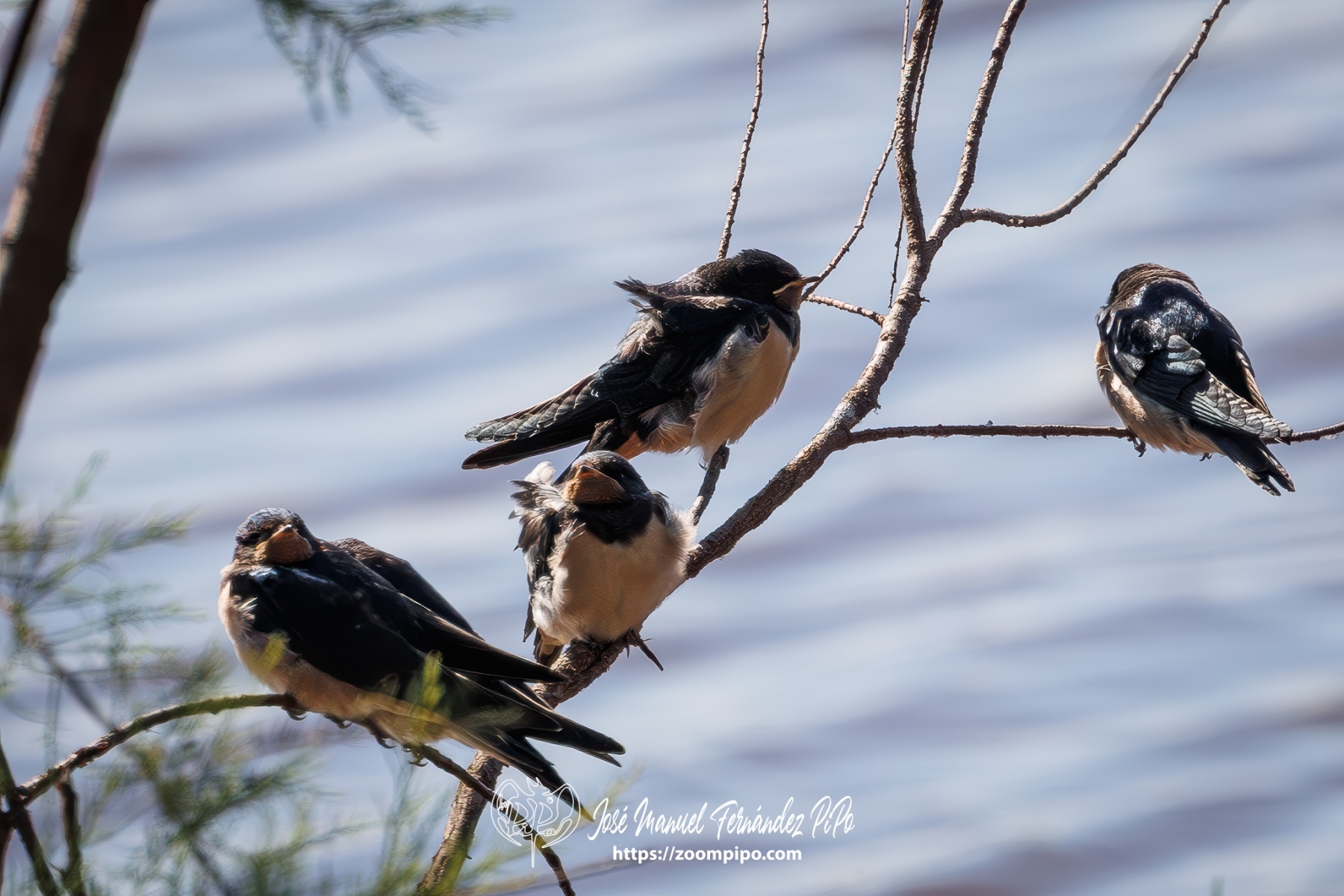 PiPo_762334-Mejorado-NR-Erl