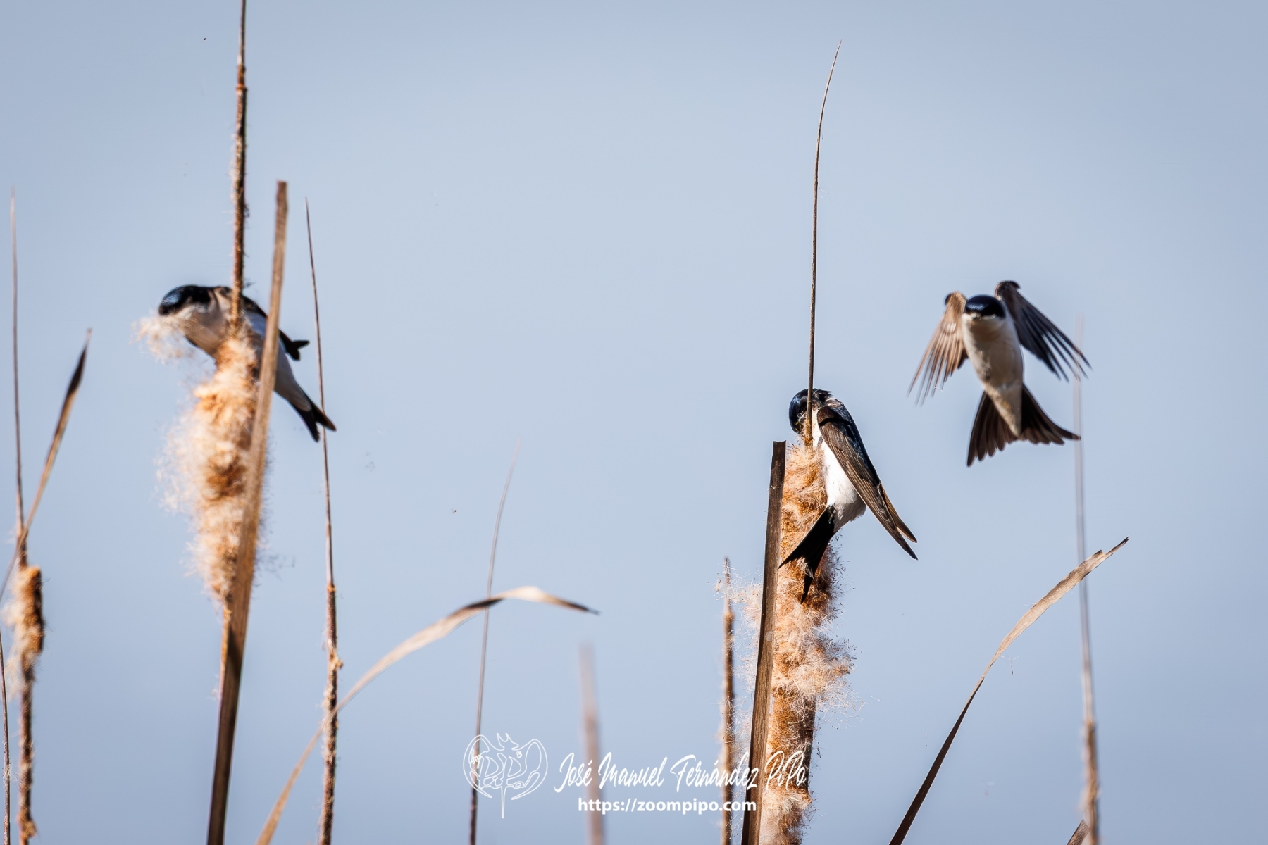 PiPo_762348-Mejorado-NR-Erl