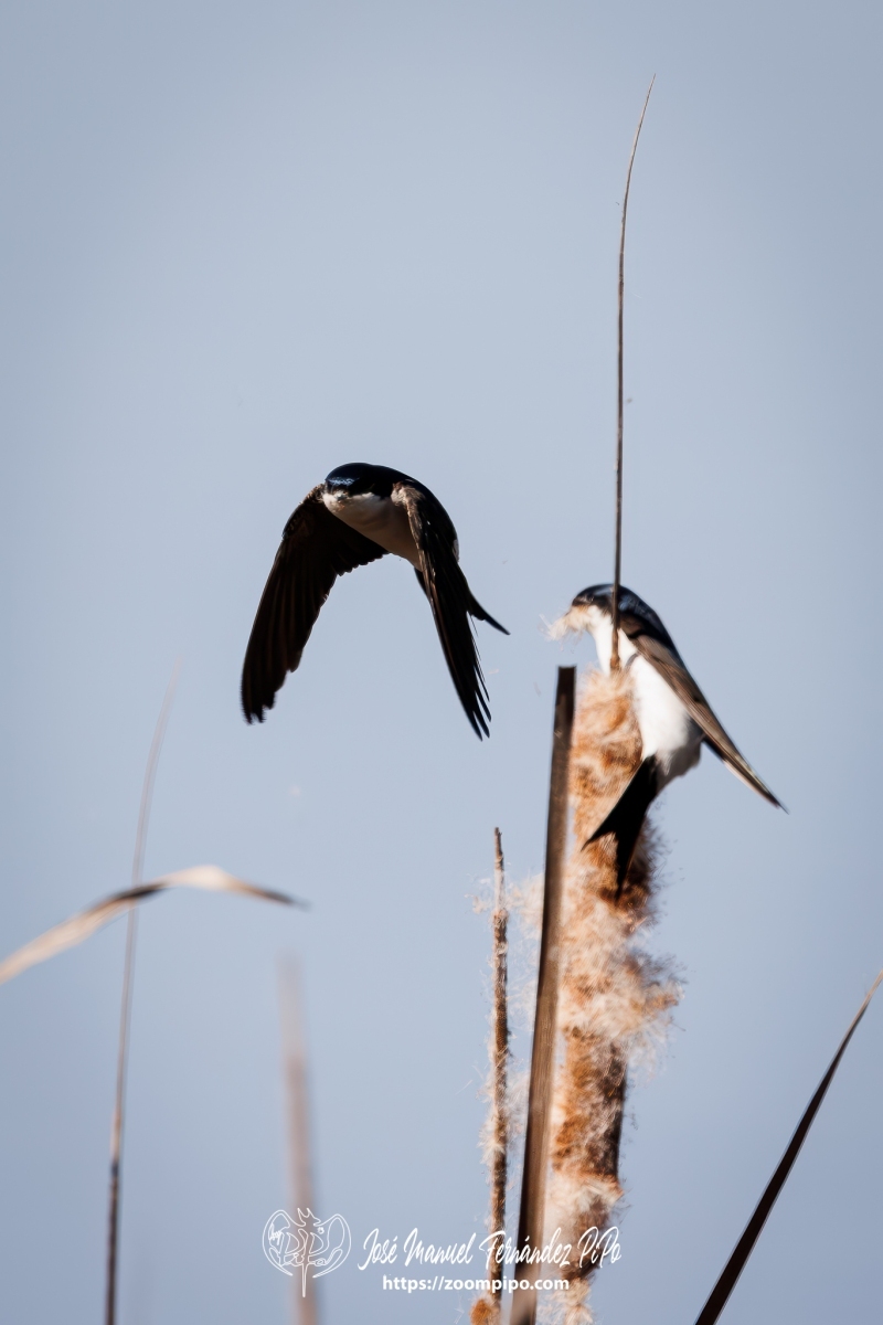 PiPo_762354-Mejorado-NR-Erl