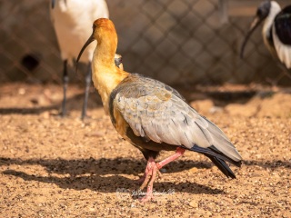 Bandurria Tostes. Theristicus Caudatus