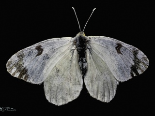 Bichos