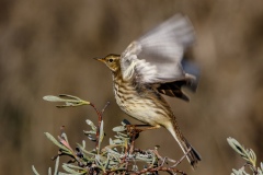 Bisbita Alpino. Anthus Spinoletta.