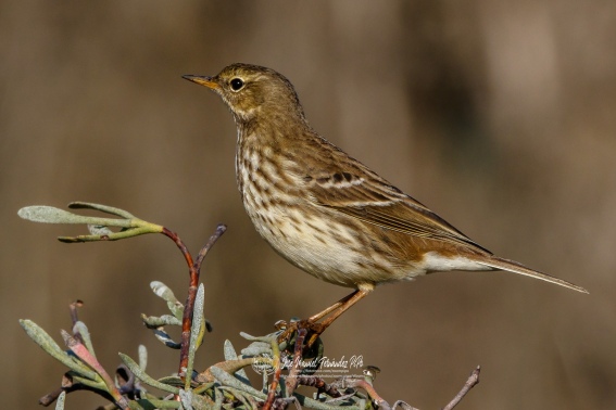 Bisbita Alpino. Anthus Spinoletta.