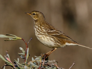 Bisbita Alpino. Anthus Spinoletta
