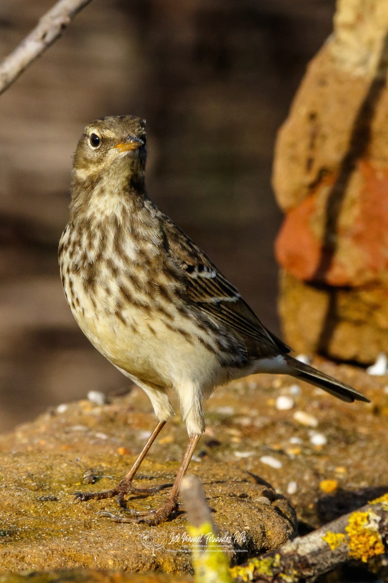 49247729416_99572bb0ae_or