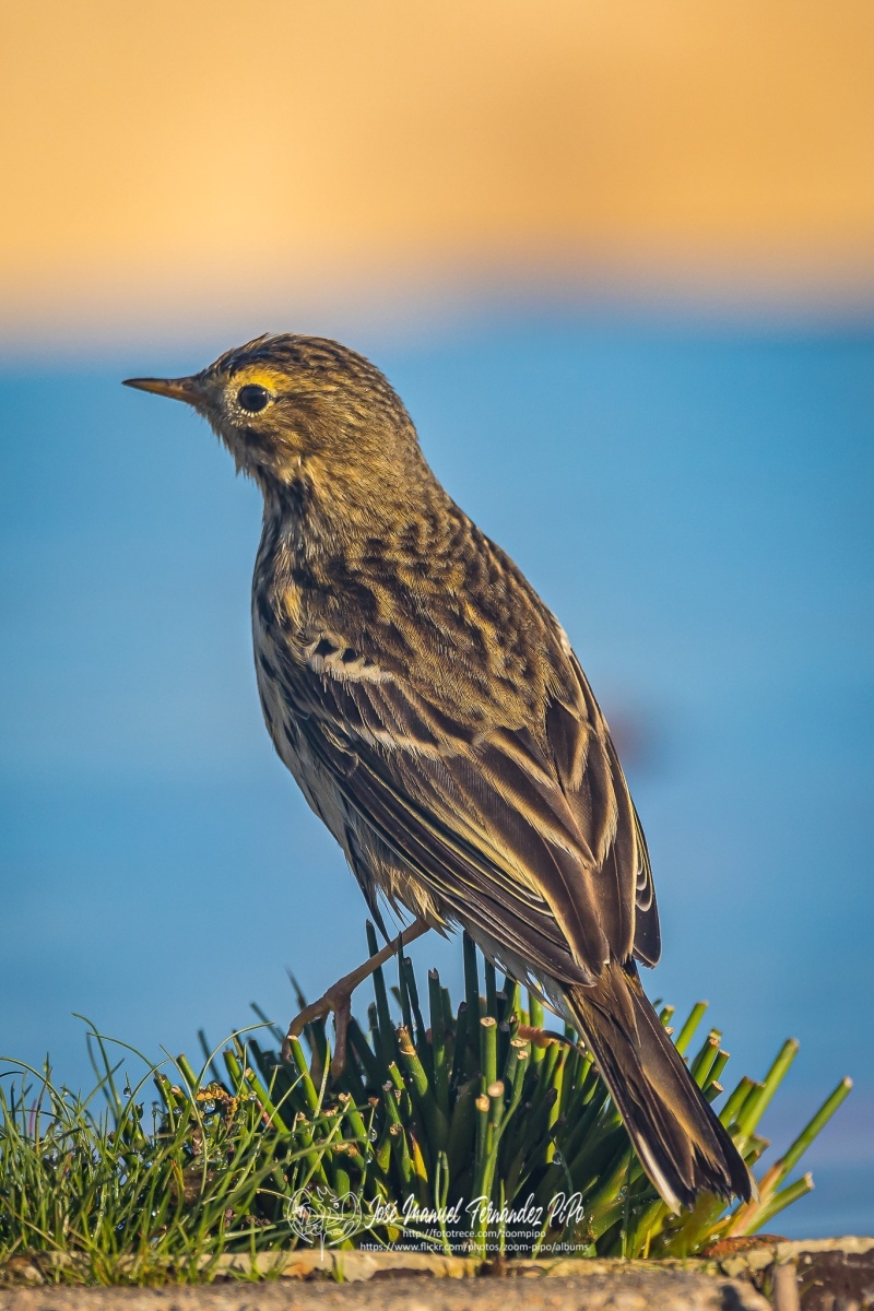 50952020513_e1bd788c75_or