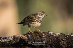 Bisbita Pratense. Anthus Pratensis.