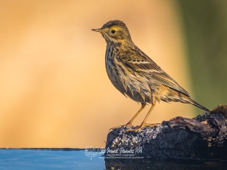 Bisbita Pratense. Anthus Pratensis