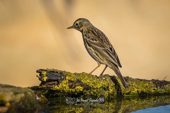 Bisbita Pratense. Anthus Pratensis.