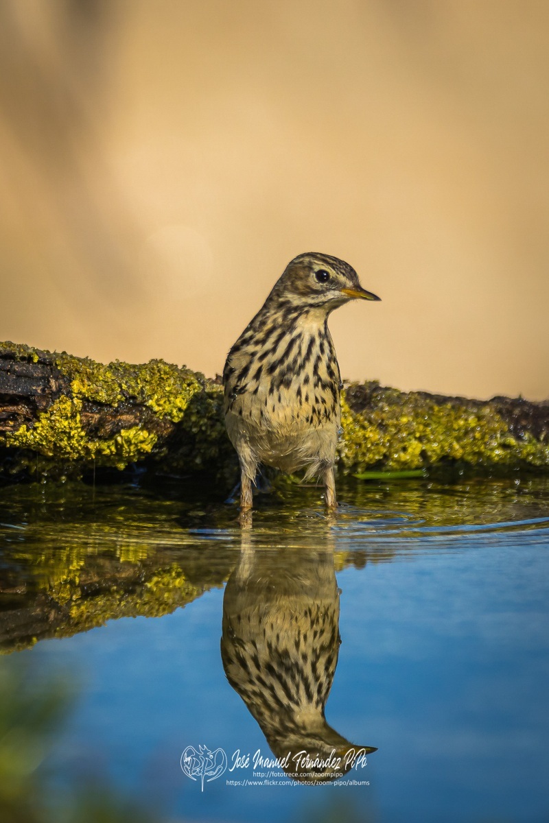 50964753818_8114cfbc70_or