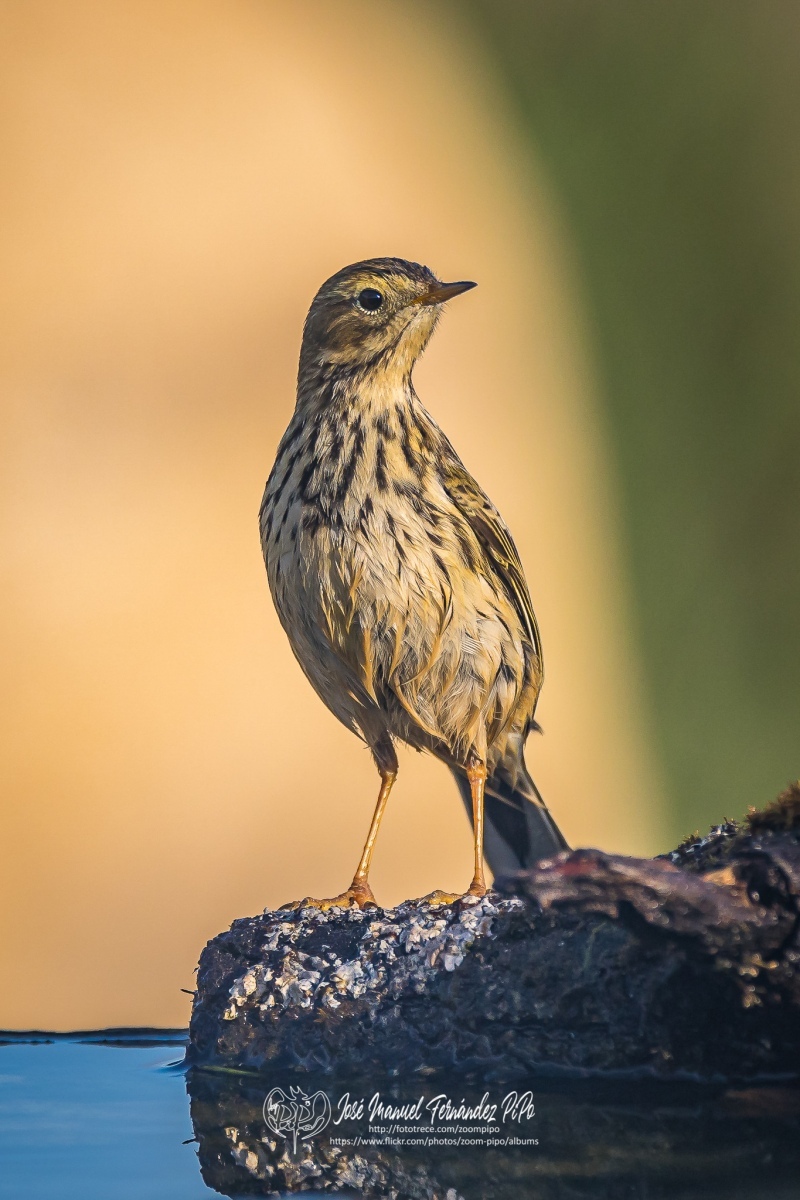 50965461621_816f6822a3_or