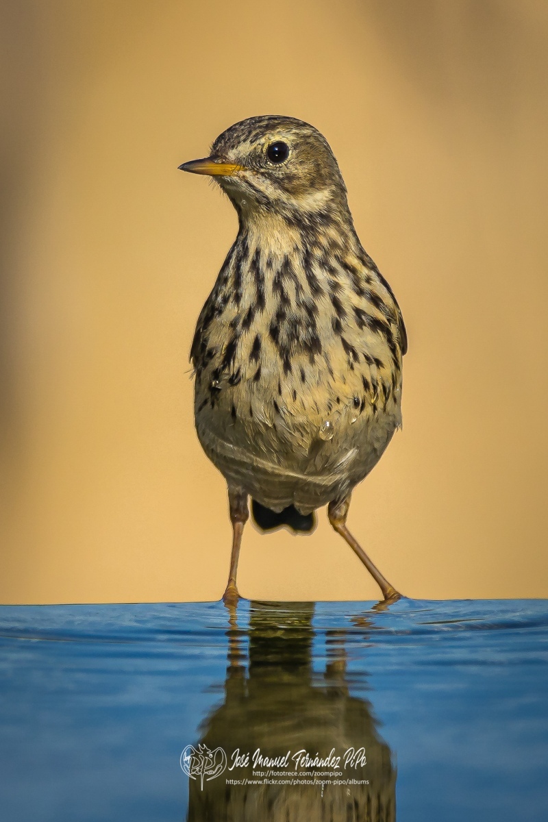 50965461876_20ec77705f_or