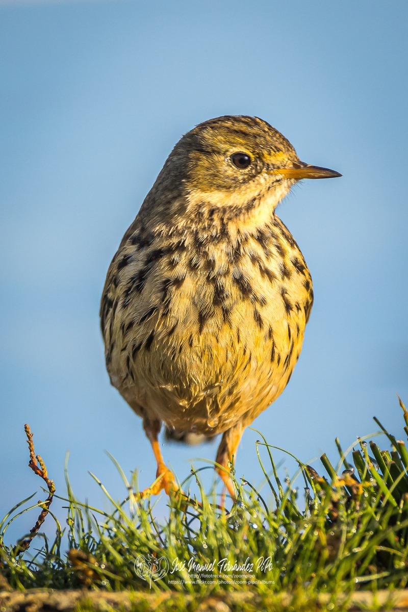 50983314431_edaeaba8cd_or