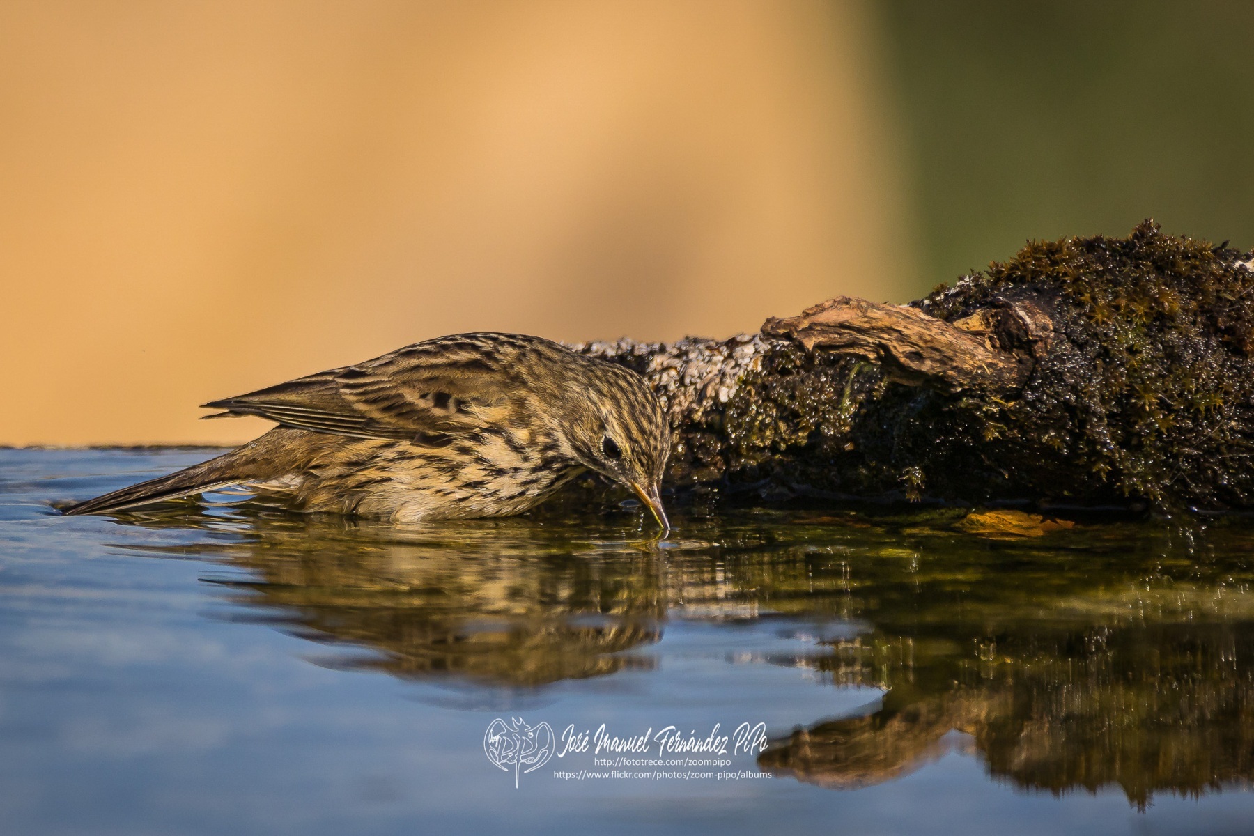 50989975736_daa72aa246_or