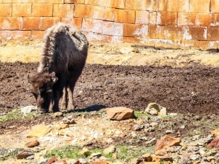 Bisonte Americano. Bison Bison