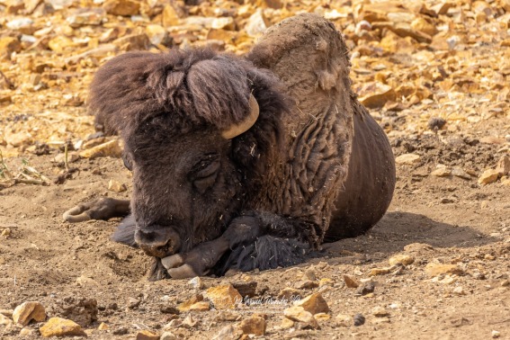 Bisonte Americano. Bison Bison.