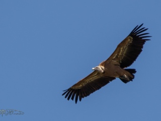 Buitre Leonado​. Gyps Fulvus