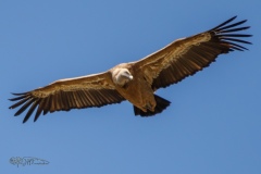 Buitre Leonado​. Gyps Fulvus.