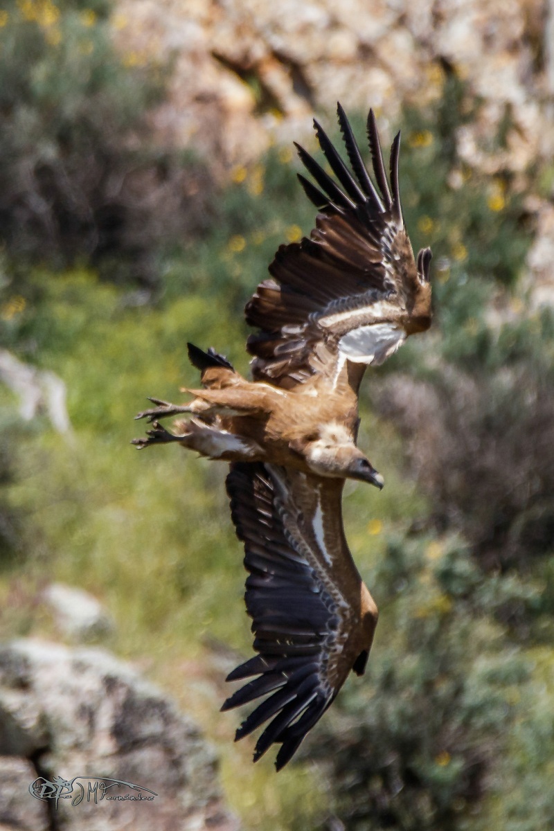 41617388094_82499f4aed_or