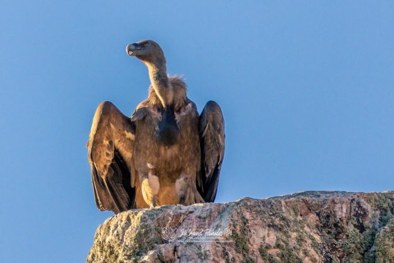 Buitre Leonado​. Gyps Fulvus.