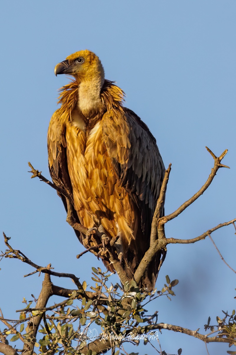 PiPo_474398-Editarrlr