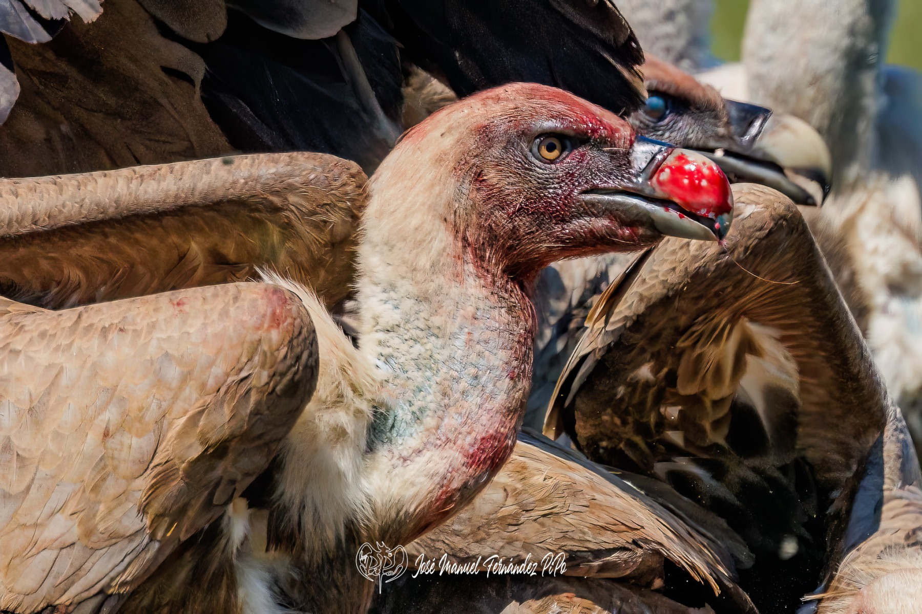 PiPo_522045-Editarrlr