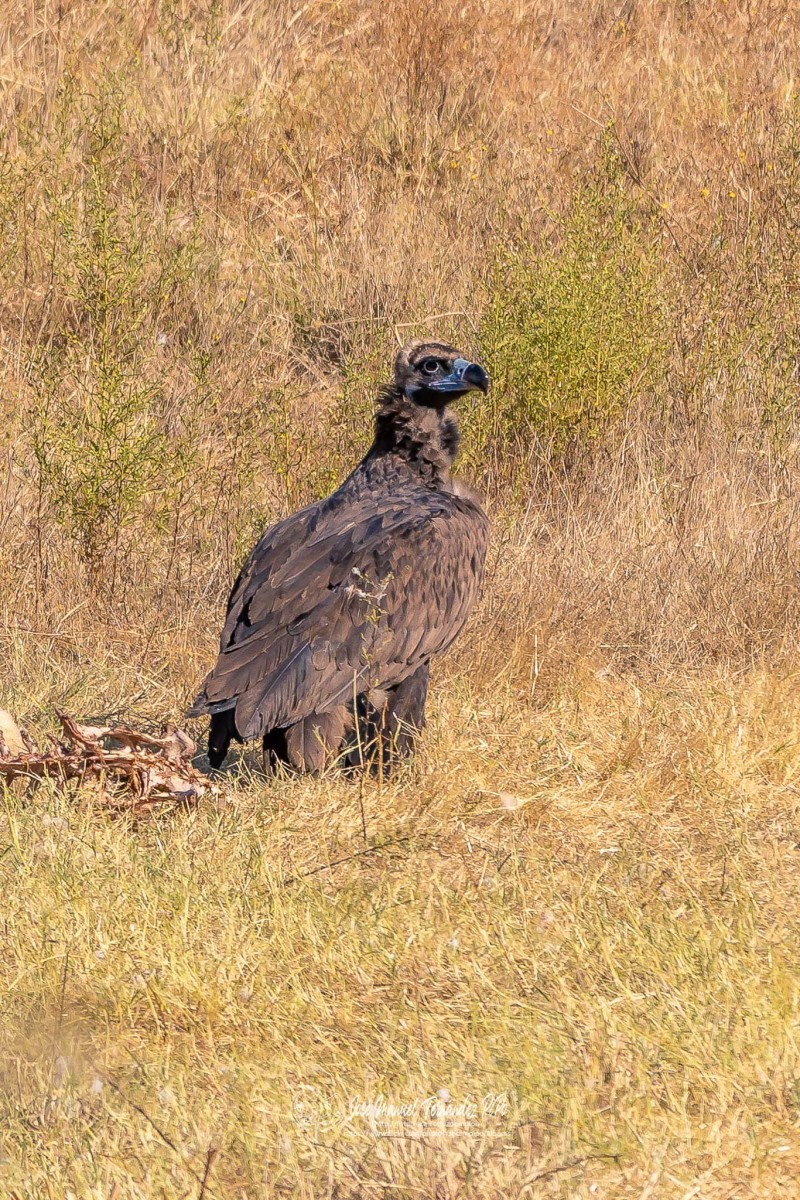 49065011113_1b03792555_or