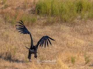 Buitre Negro. Aegypius Monachus