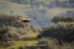 Busardo Ratonero. Aguila Ratonera. Buteo Buteo.