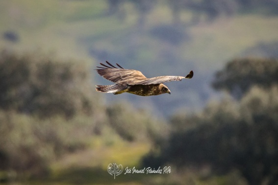 Busardo Ratonero. Aguila Ratonera. Buteo Buteo.