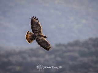 Busardo Ratonero. Aguila Ratonera. Buteo Buteo
