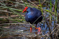 Calamón Común. Porphyrio Porphyrio.