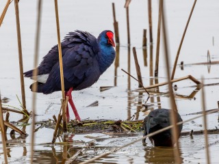 Calamon Comun. Porphyrio Porphyrio