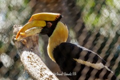 Cálao Bicorne. Buceros Bicornis.