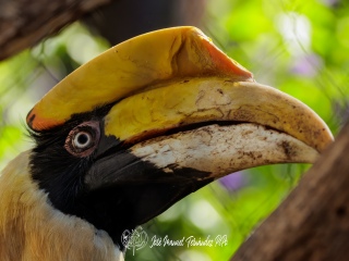 Cálao Bicorne. Buceros Bicornis