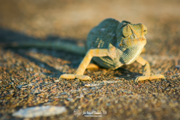 IMG_1779-E