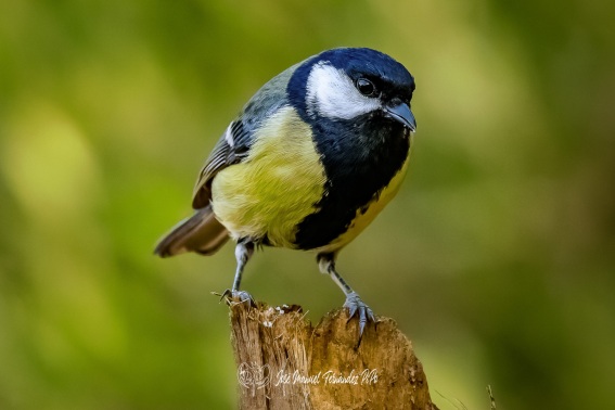 Carbonero Comun. Parus Major.