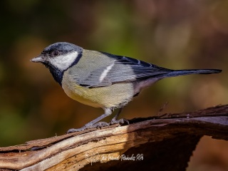 Carbonero Comun. Parus Major
