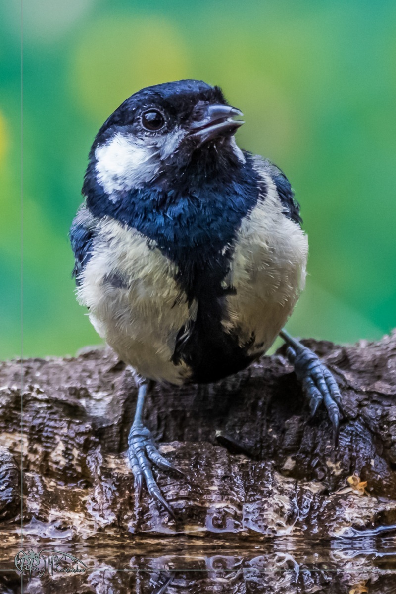 46854235634_e12fa926bb_or