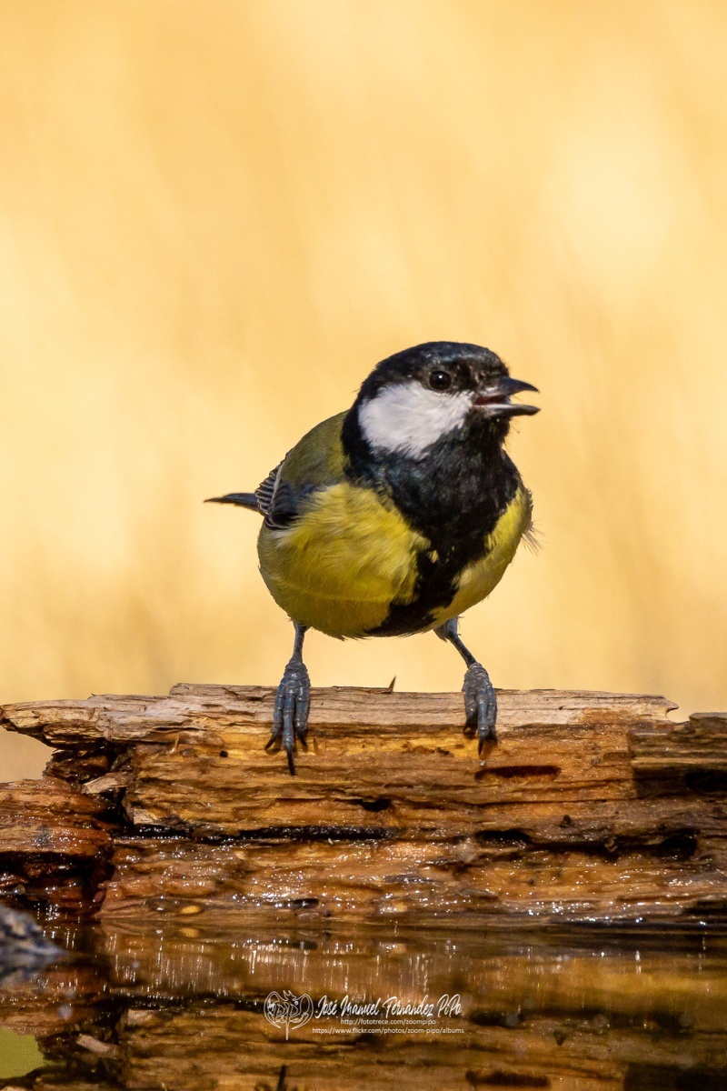 48961422587_9e8271442e_or