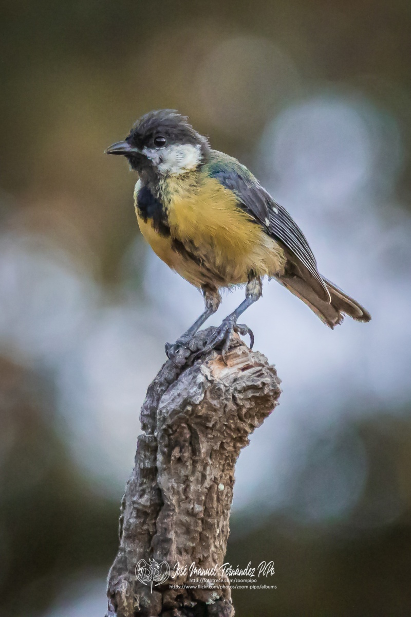 50154860887_73ce888383_or